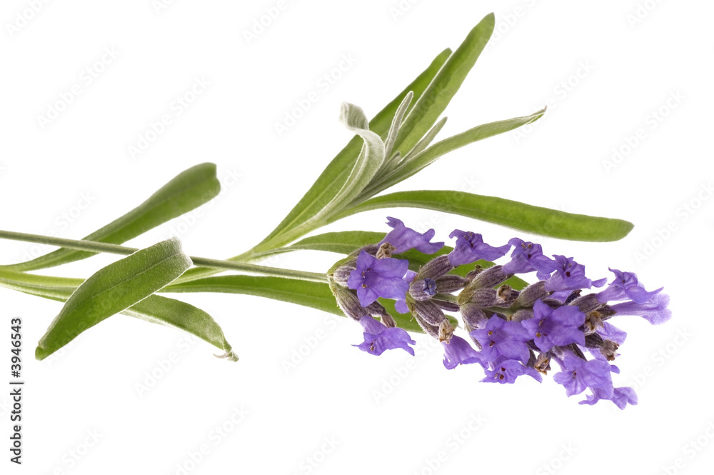 Fototapeta premium lavender