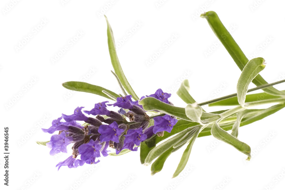 Obraz premium lawenda