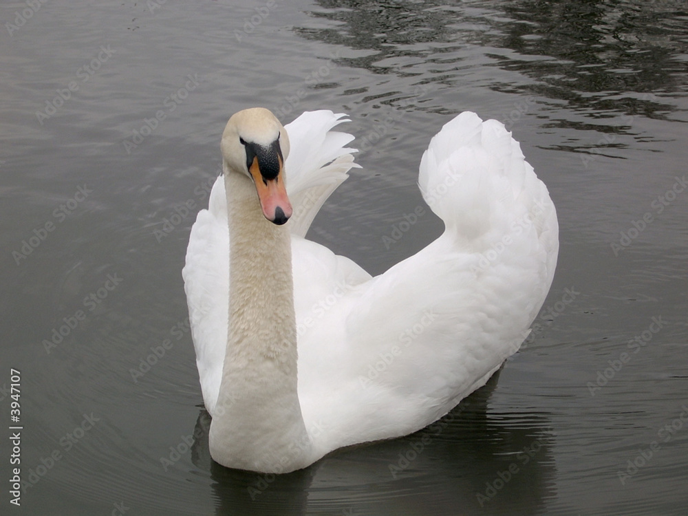 Swan Swan