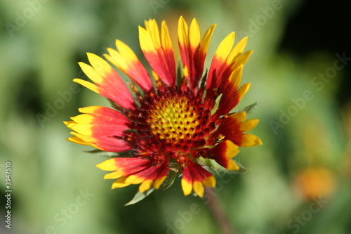 blanket flower