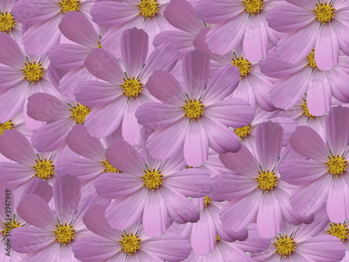 Fotografi aplique work from flower of the garden daisywheel