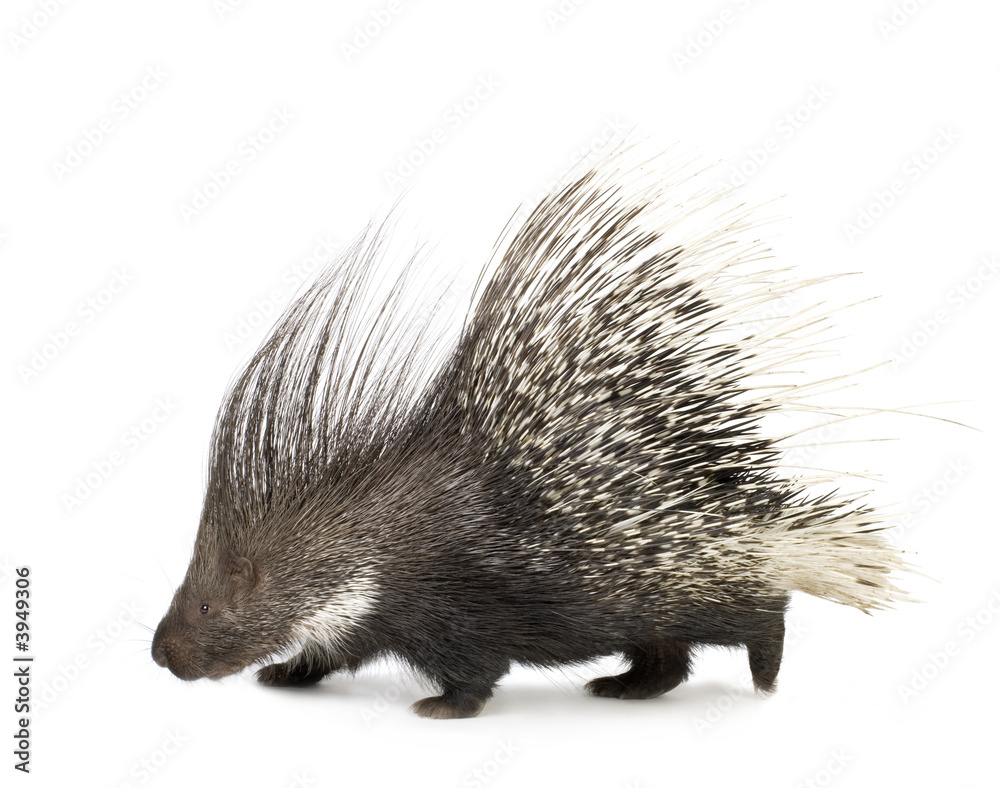 Naklejka premium porcupine