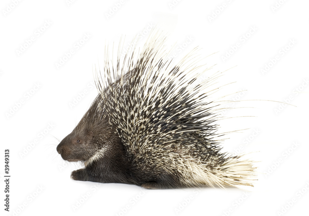 Obraz premium porcupine