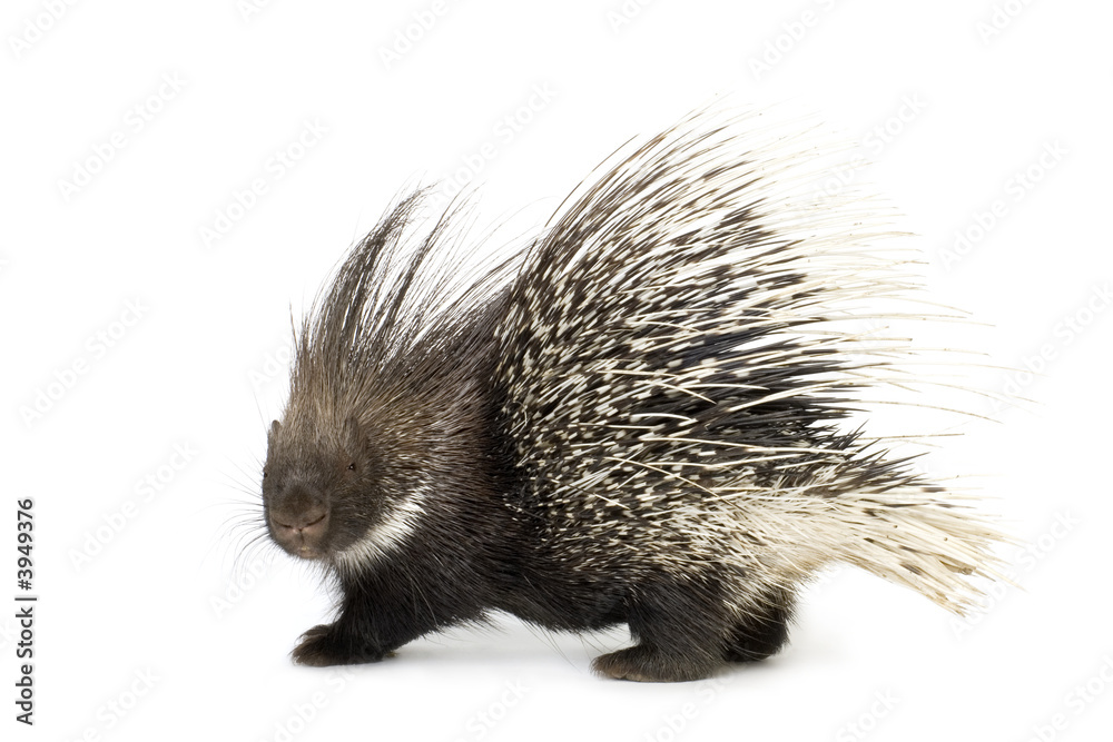 porcupine porcupine