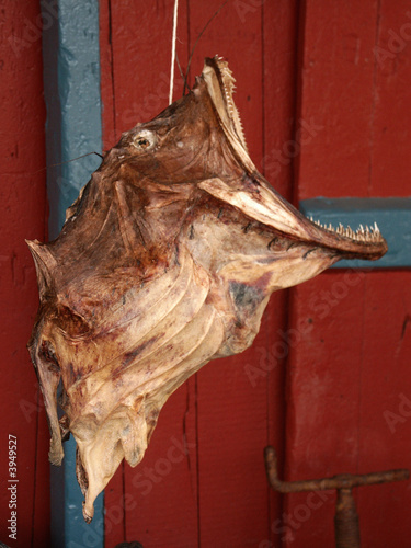 Profilo di rana pescatrice © izzog