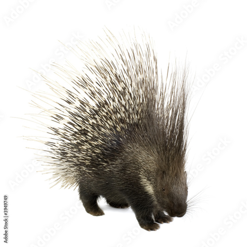 porcupine photo