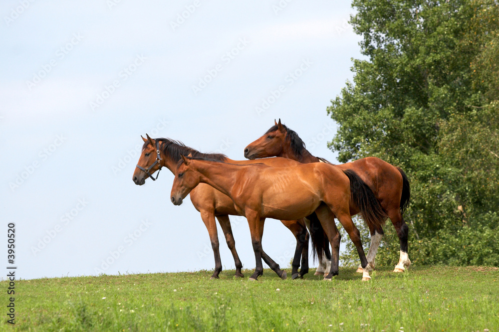Obraz premium horses on freedom