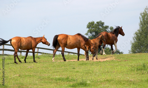 horses on freedom