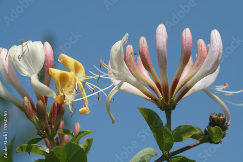 Geißblatt Blüten photo