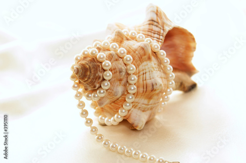 large conch with pearls 3