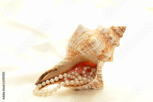 large conch with pearls