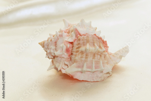 pink pointy conch 1