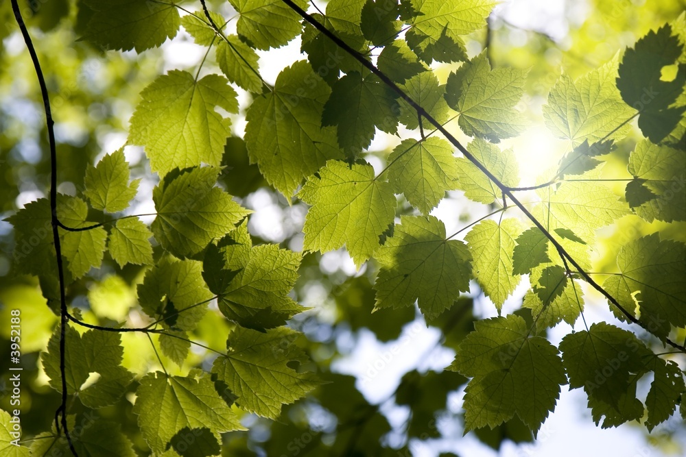 Fototapeta premium Sunny forest canopy