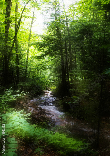 Fototapeta Naklejka Na Ścianę i Meble -  Brook in the forest