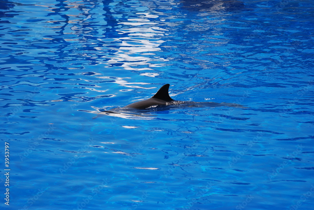 Obraz premium dauphin