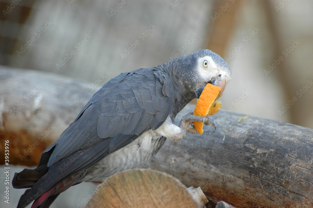 Obraz premium régime fruit