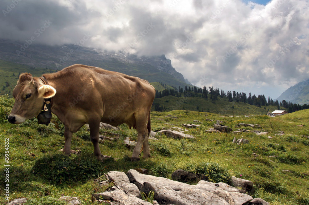Naklejka premium Alps and cow