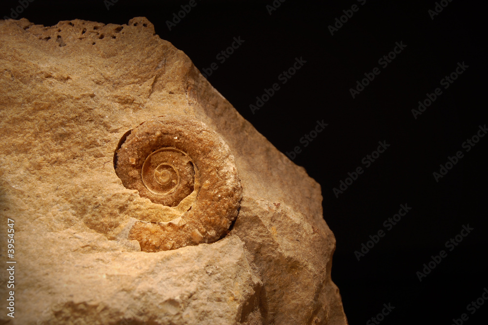 Ammonite from Russia Ammonite from Russia