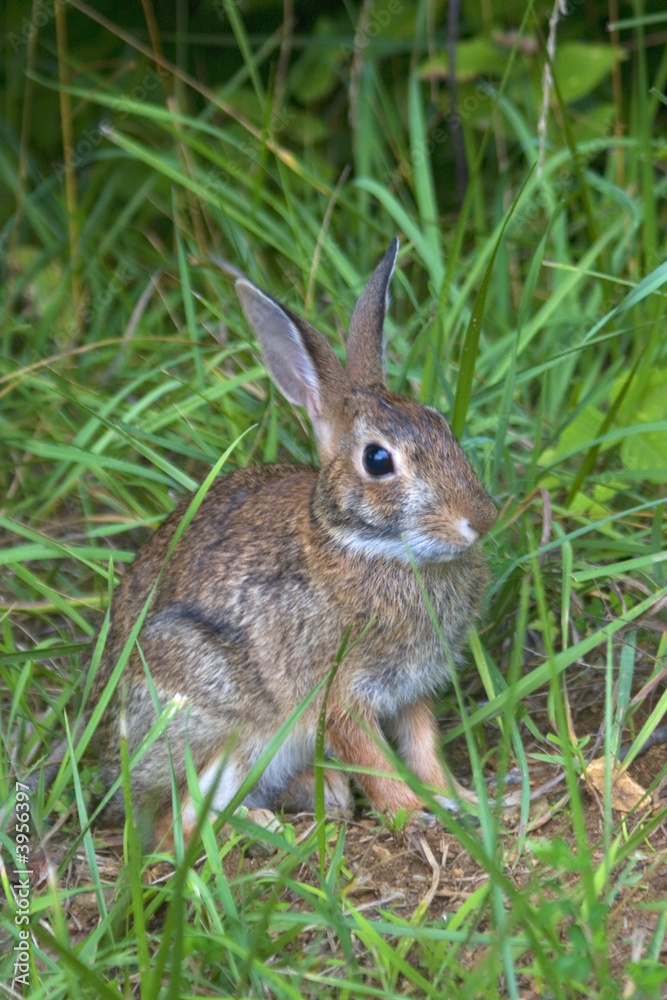 rabbit rabbit