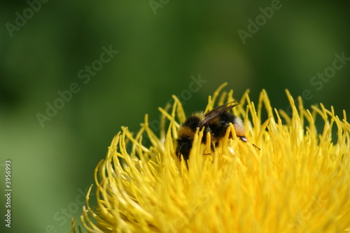 Honey Bee on a dandelion