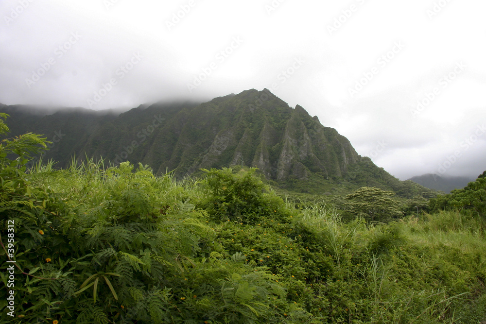 Hawaiian Rain Forest and Mountain