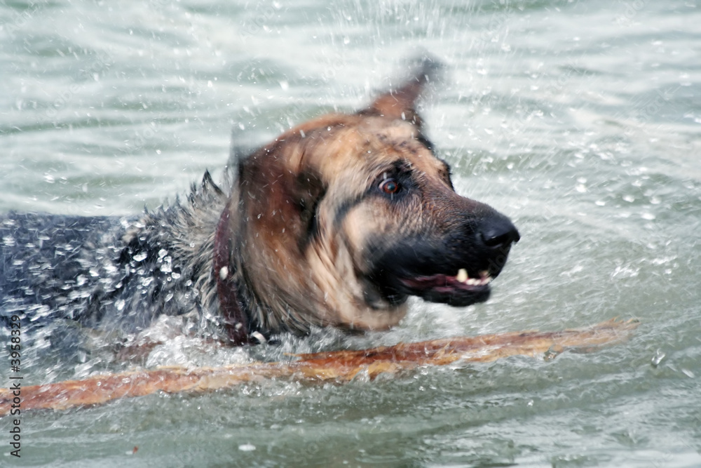 Shaking off shepherd. Shaking off shepherd.