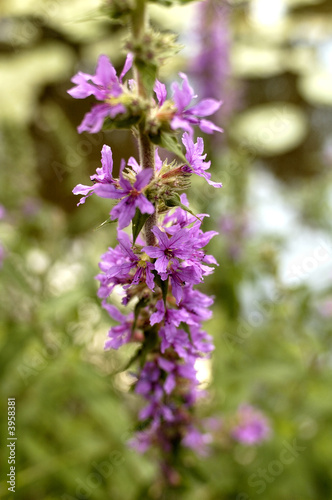 fleurs de digitale