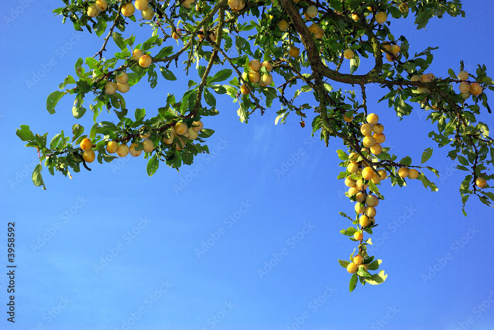Fototapeta premium plum tree