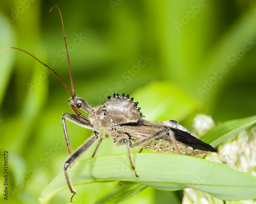 Wheel Bug © Michael Pettigrew