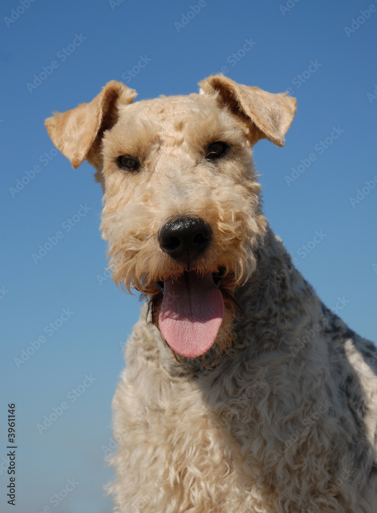 fox terrier attentif