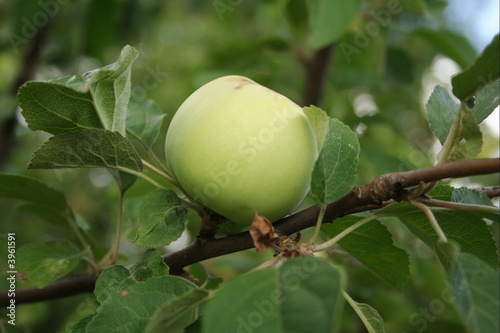 apple
