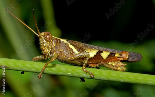 tiny brown color grasshopper in the gardens