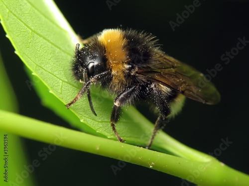 Bumblebee © barry1