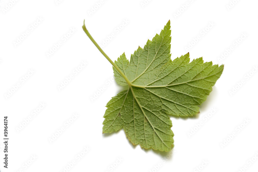 Black currant leaf Black currant leaf