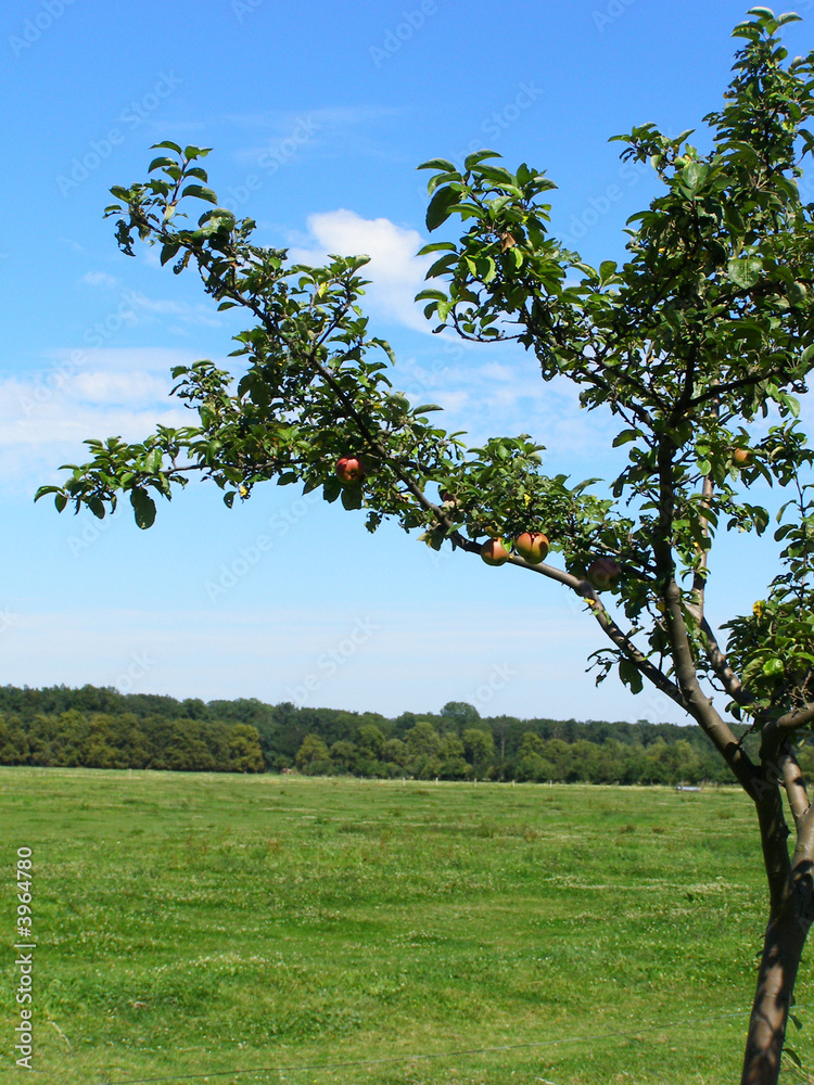 apfelbaum apfelbaum
