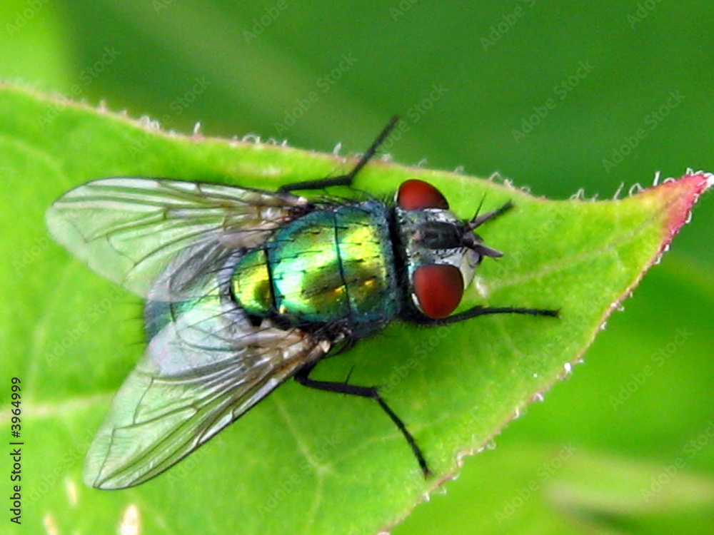 mouche verte mouche verte