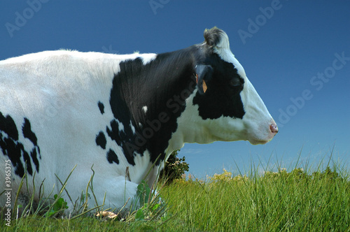 Vache couchée dans le pré