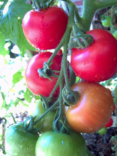 Tomate