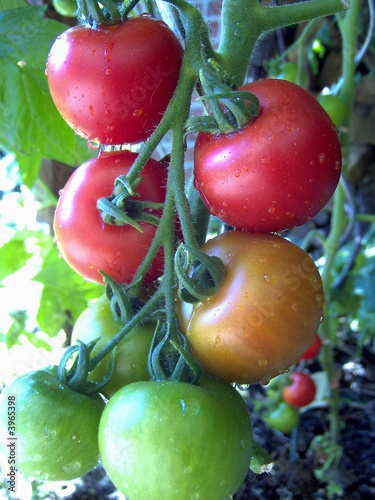 Tomate