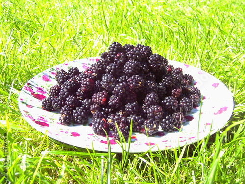 Brombeere