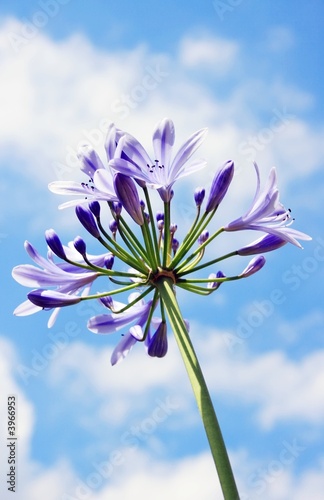 Agapanthus