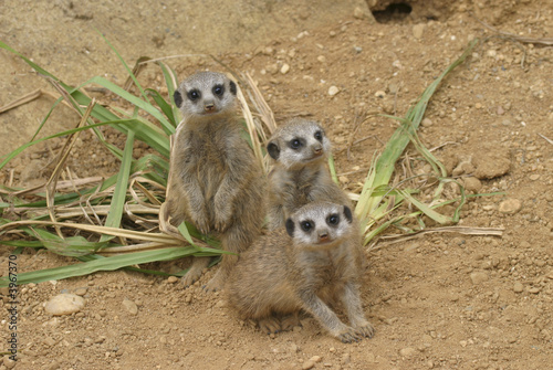 Erdmännchen