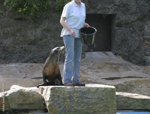seelöwe im zoo