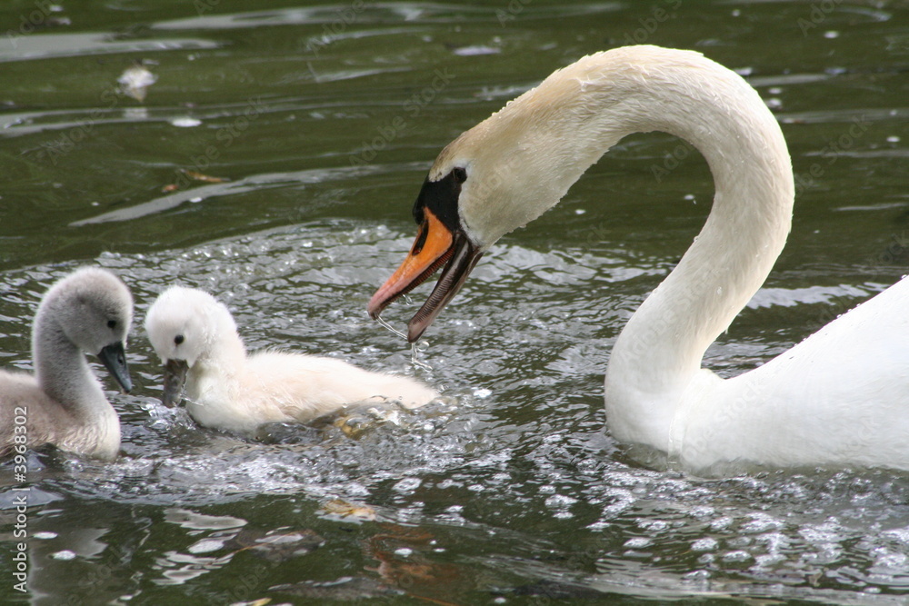 Obraz premium Angriff