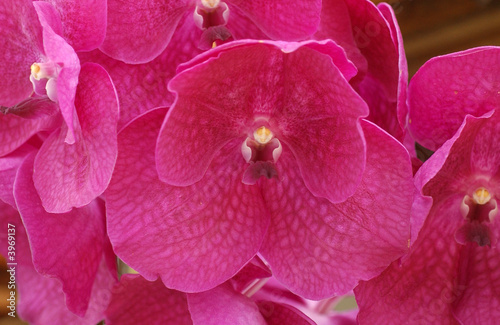 Vanda Lumpini Orchid