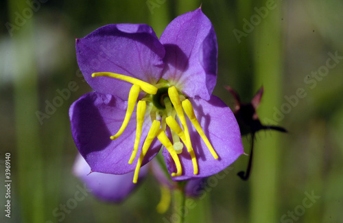 Meadow Beauty Wild Flower Close-Up