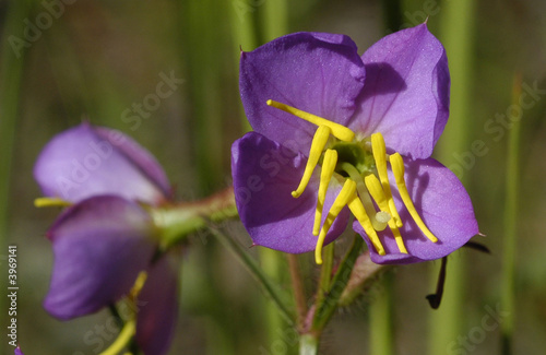 Meadow Beauty Wild Flower
