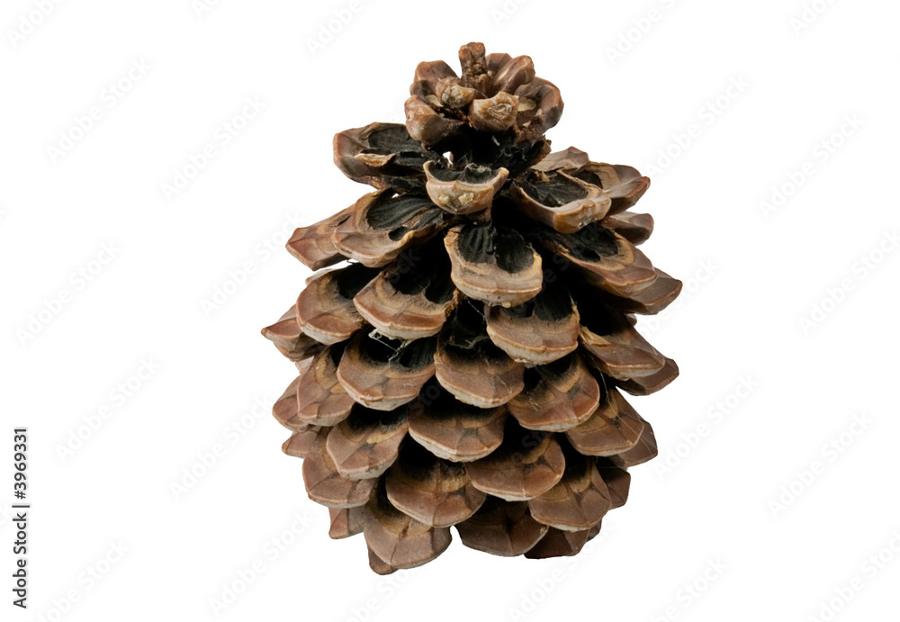 Huge pine cone Huge pine cone