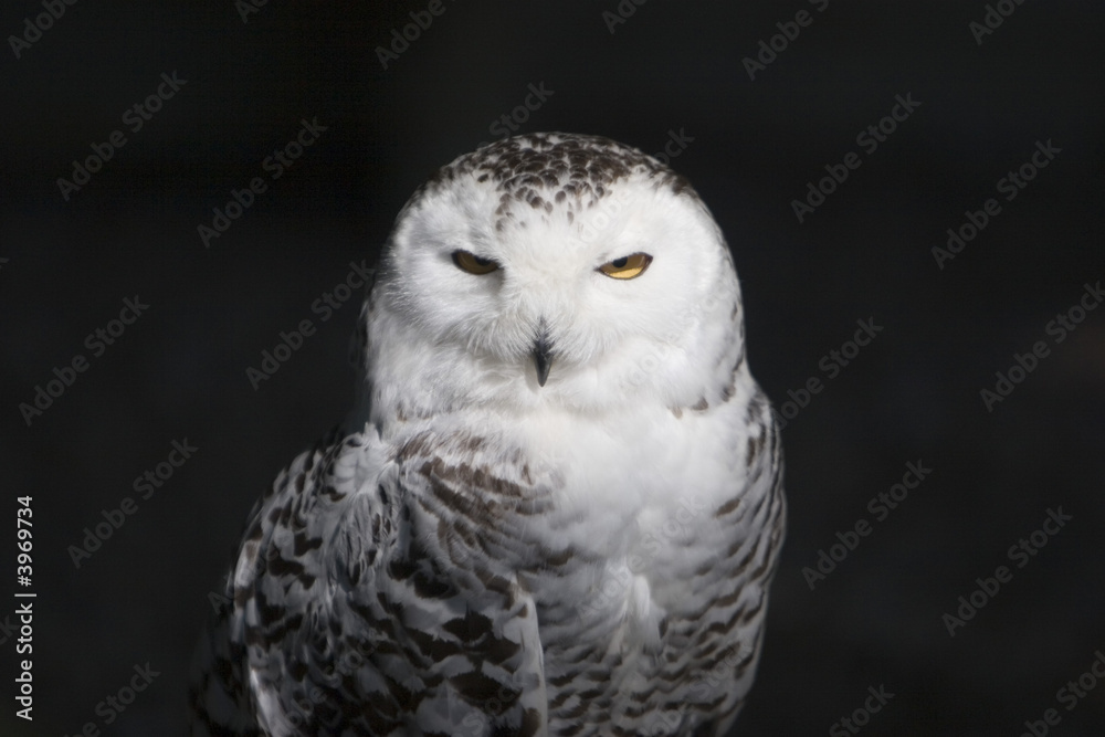 owl owl