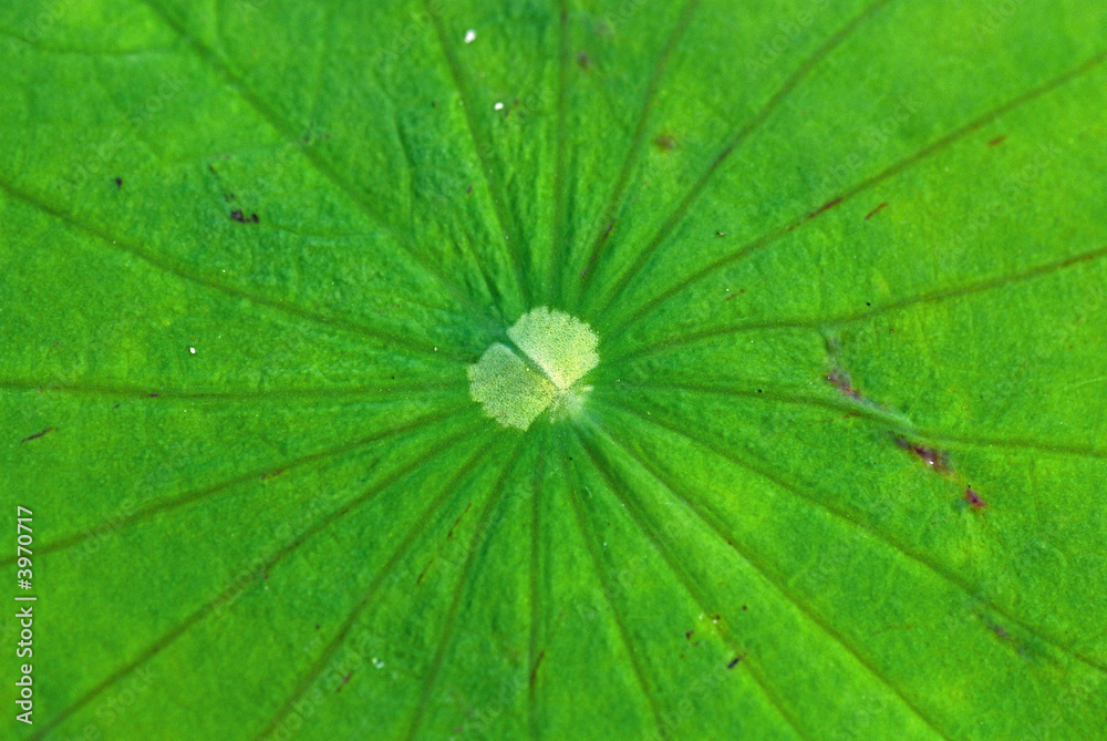 lotus leaf in the ponds lotus leaf in the ponds
